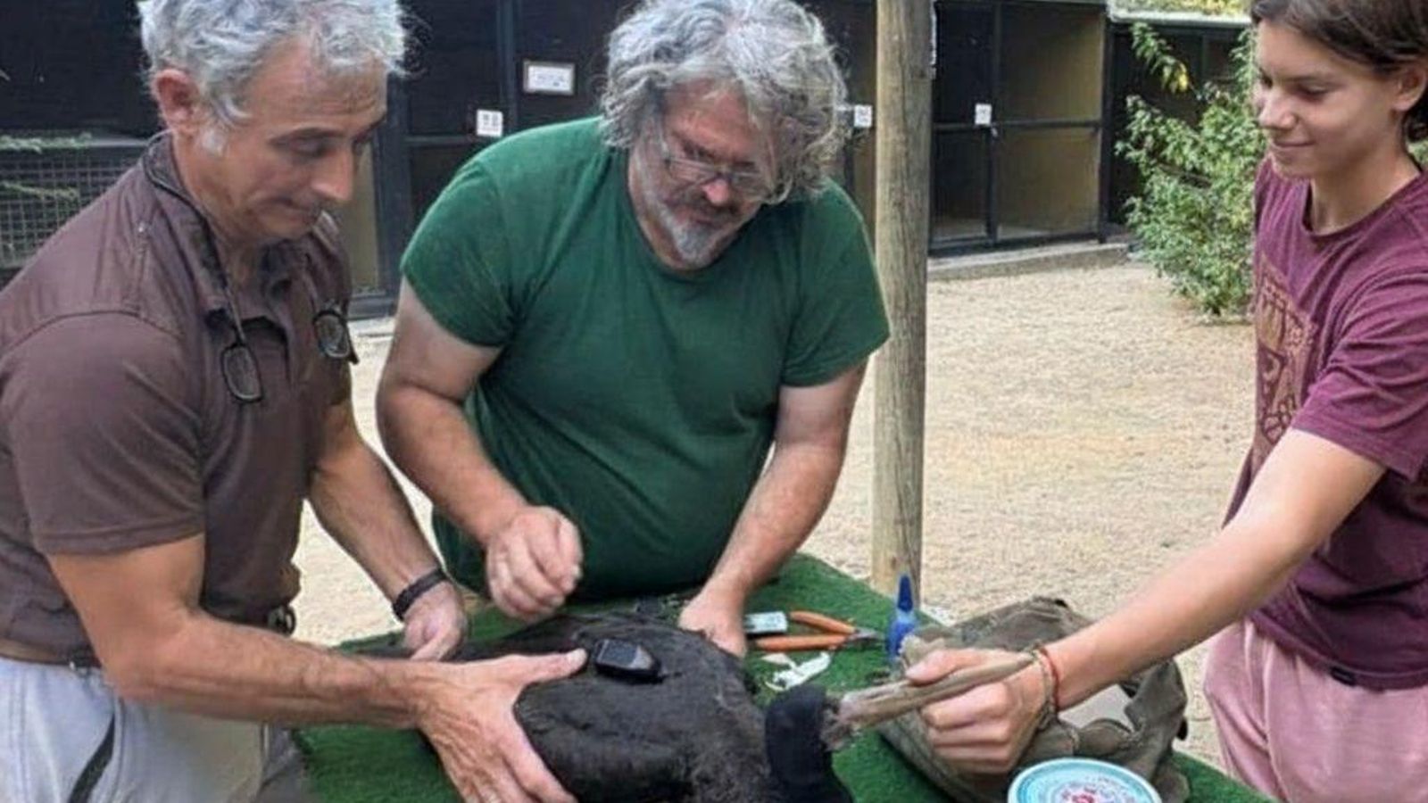 El especialista Miguel Ángel Quevedo, a la izquierda de la imagen, con otros voluntarios cuidan a Harald en el Zoobotánico de Jerez.