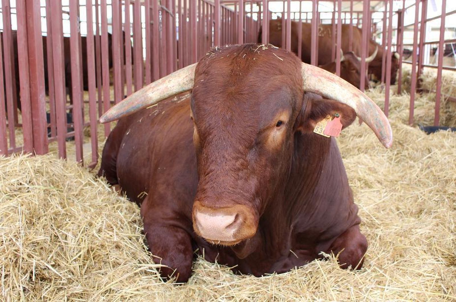 Uno de los ejemplares de la Diputación participantes en Bovisidonia 2017.