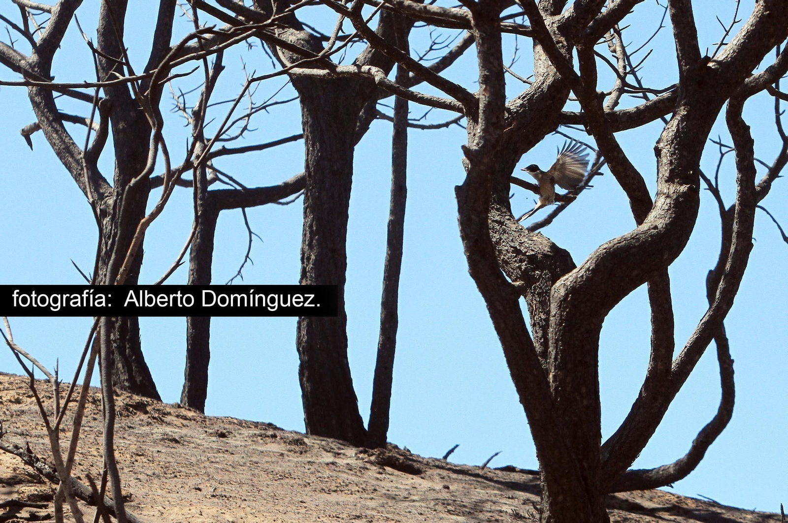 Imágenes de Cuesta Maneli tras el incendio.