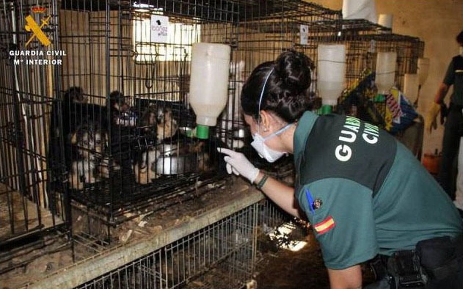 Unos yorkshires en las jaulas