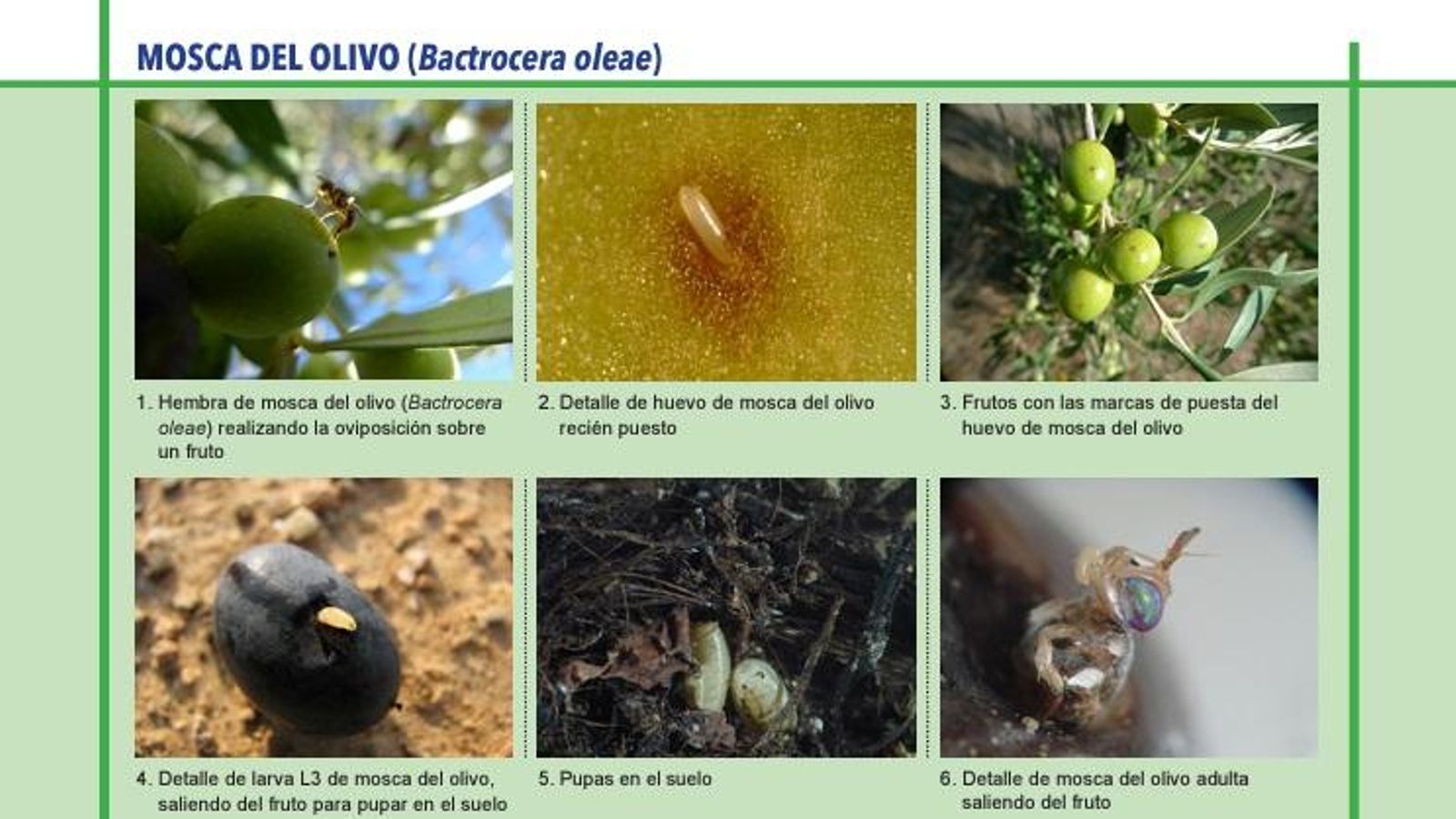Evolución de la mosca del olivo, según la Guía de Gestión Integrada de Plagas.