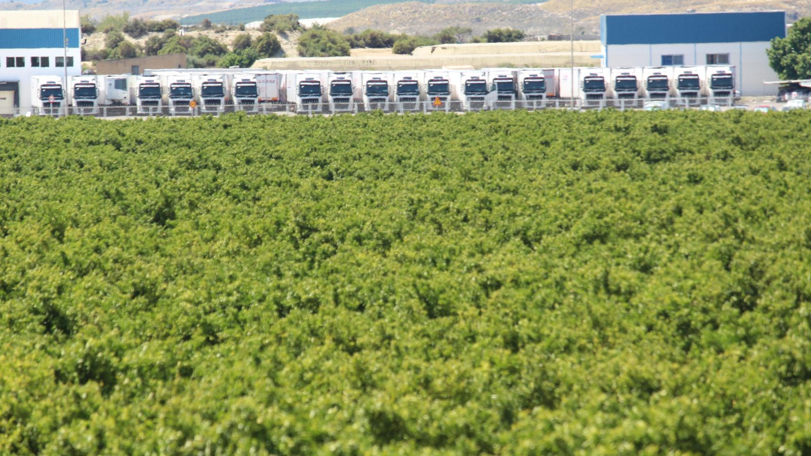Naranjos y camiones, en el Real de Antas.