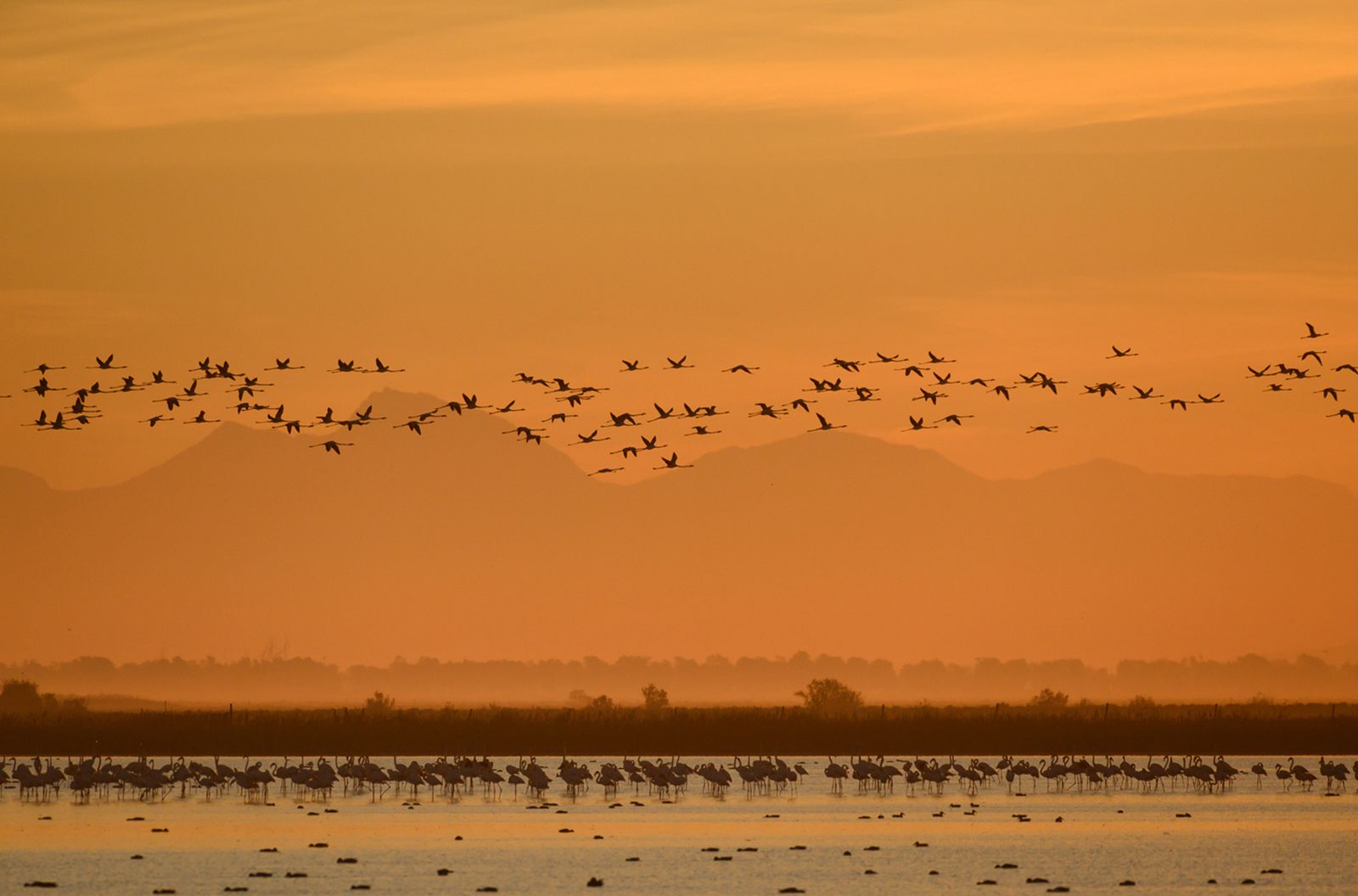 Las imágenes de la  exposición de Carlos Romero sobre la vida silvestre en Veta La Palma.