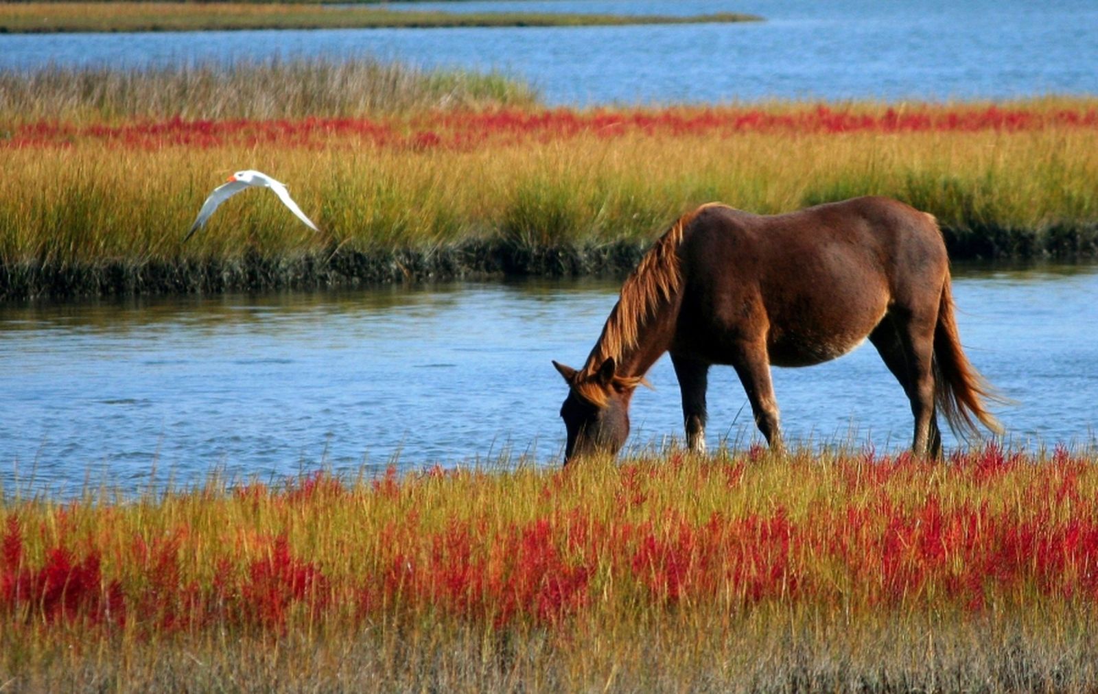 Un ave y un caballo en una zona del humedal.