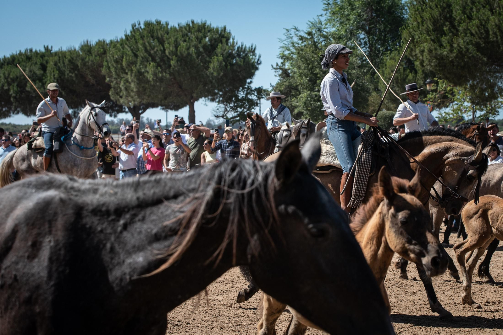 Imágenes de la Saca de las Yeguas a su paso por El Rocío