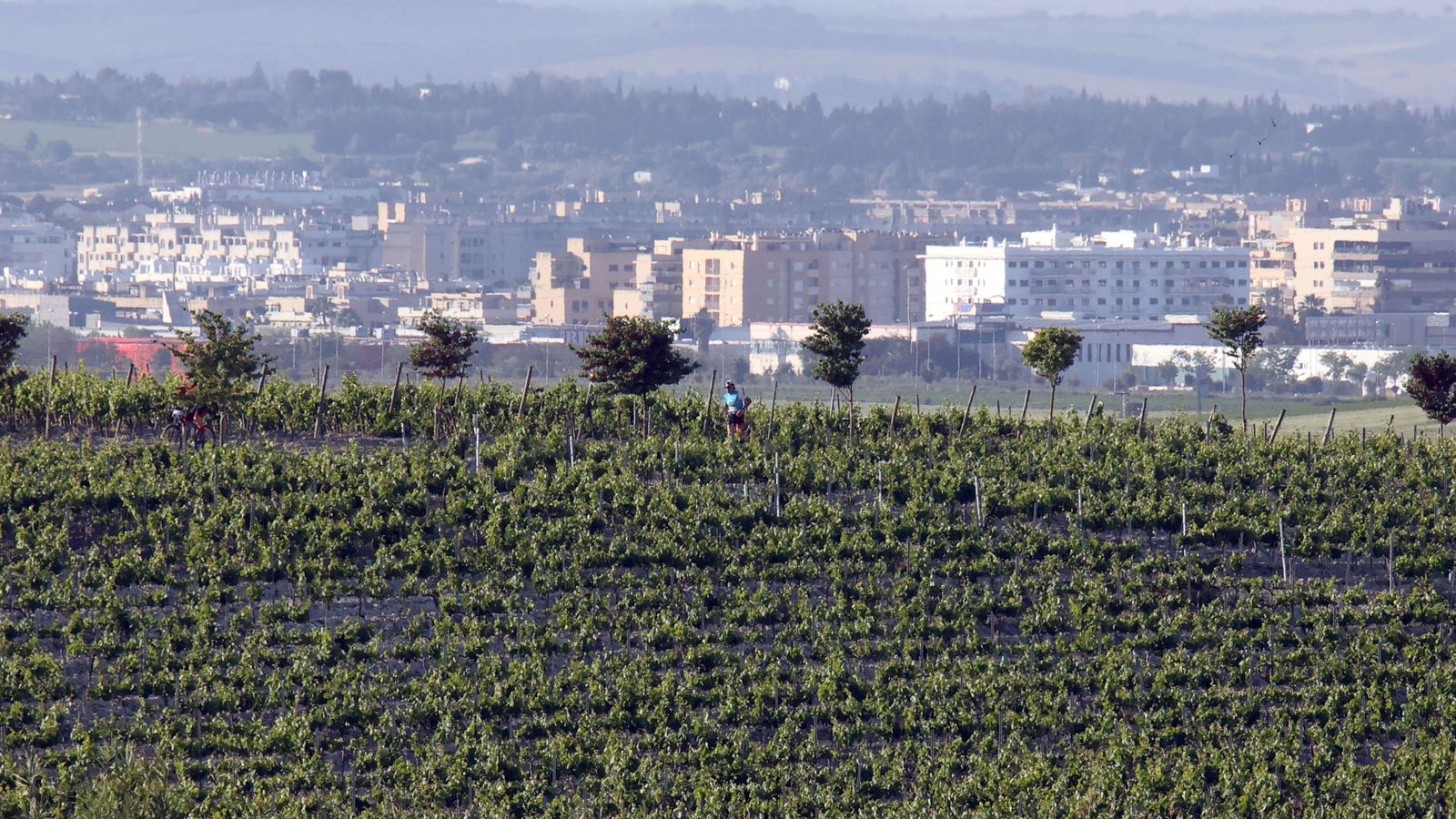 Los cultivos de Jerez sufrirán otra semana la ausencia de lluvias y mucho calor