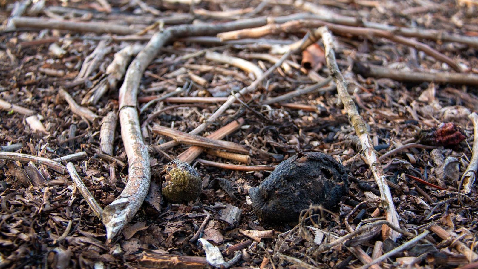 Aún se pueden encontrar aguacates quemados por el suelo