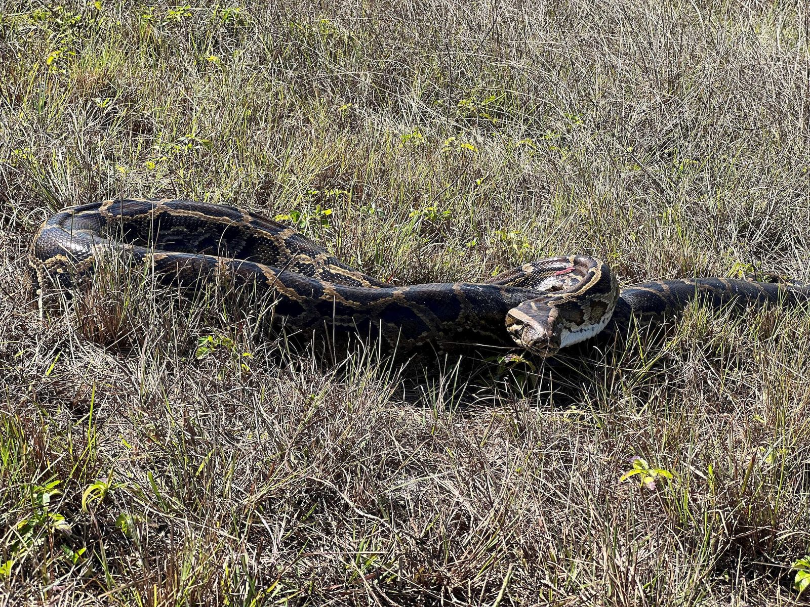 Una pitón, en una imagen de archivo