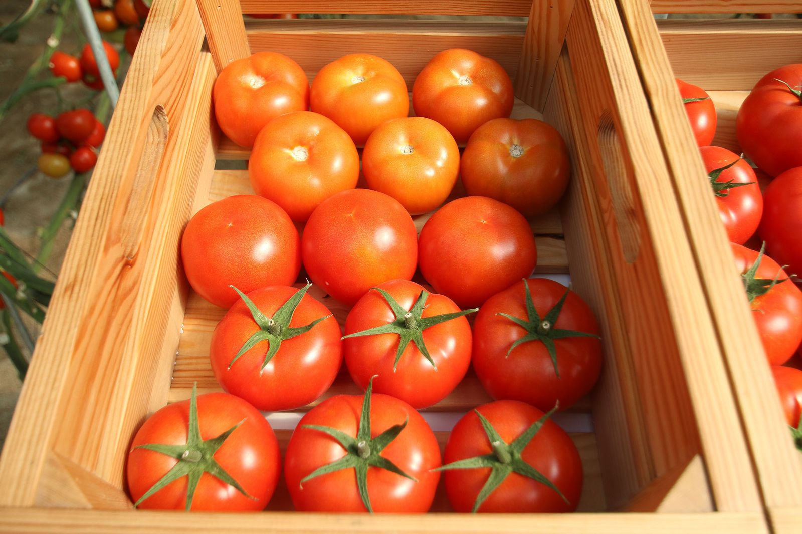 Una caja de tomates, producto estrella de Los Palacios y Villafranca conocido como el ‘bombón colorao’.