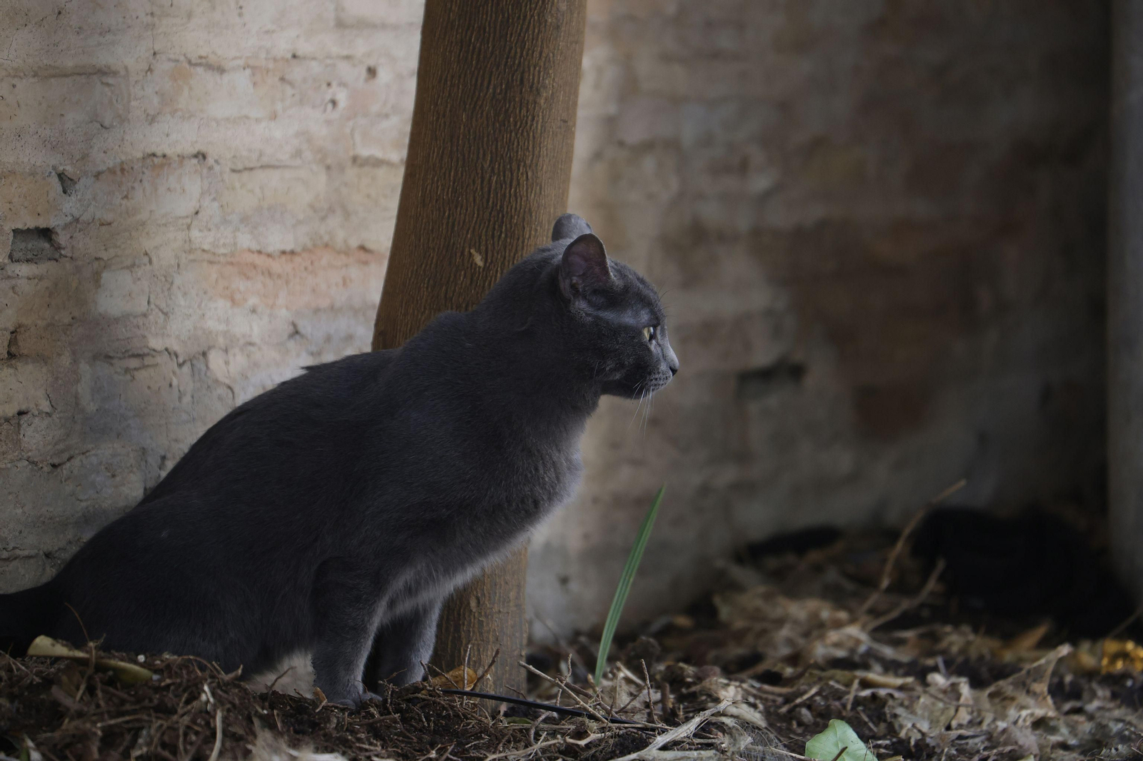Gato perteneciente a una colonia felina