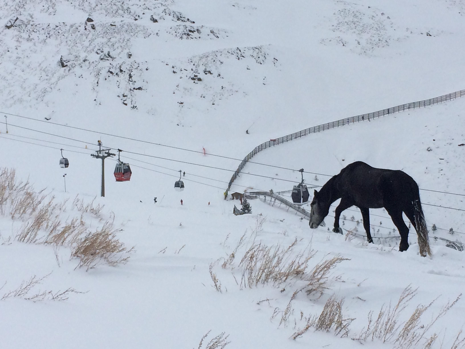 El caballo, ayer, en el terreno que queda entre ambas pistas de esquí.