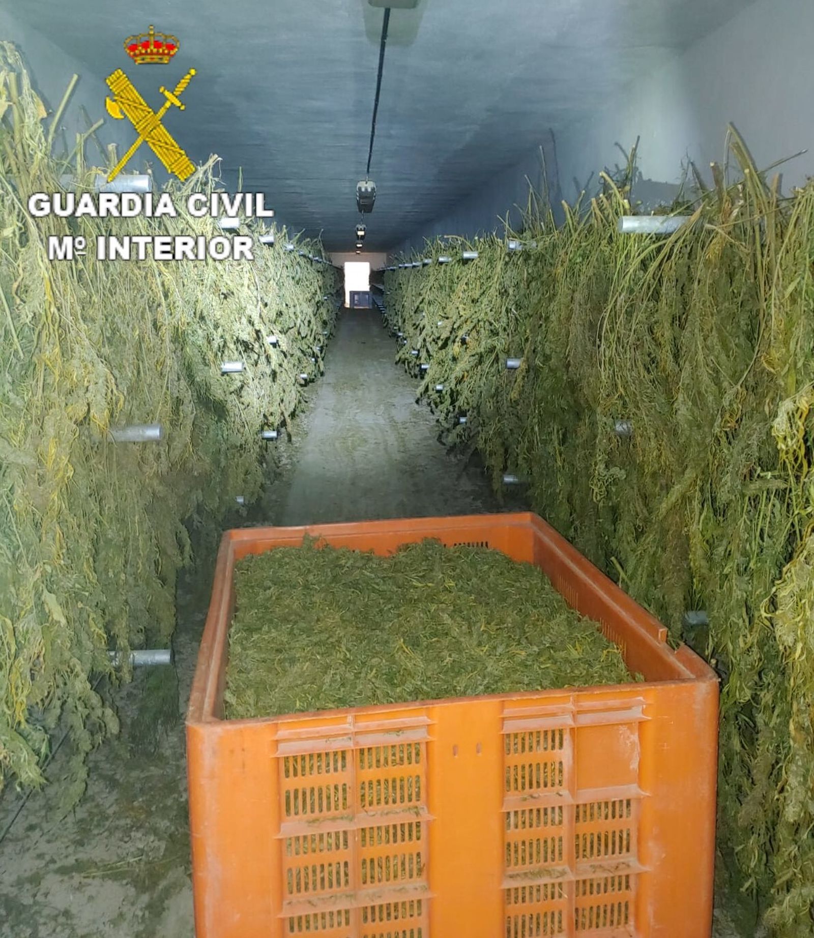 Así era la plantación que contenía marihuana escondida entre cáñamo en Zafarraya.