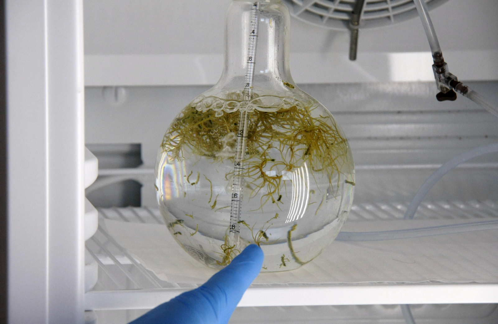 La investigación con microalgas y macroalgas centra en estos momentos parte de los esfuerzos de la fundación.