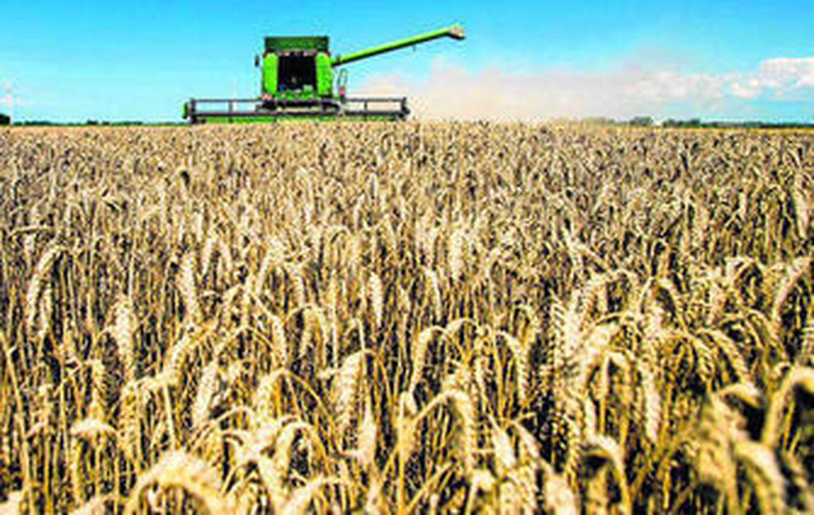 La recolección en Andalucía se adelanta y será generalizada la próxima semanas.