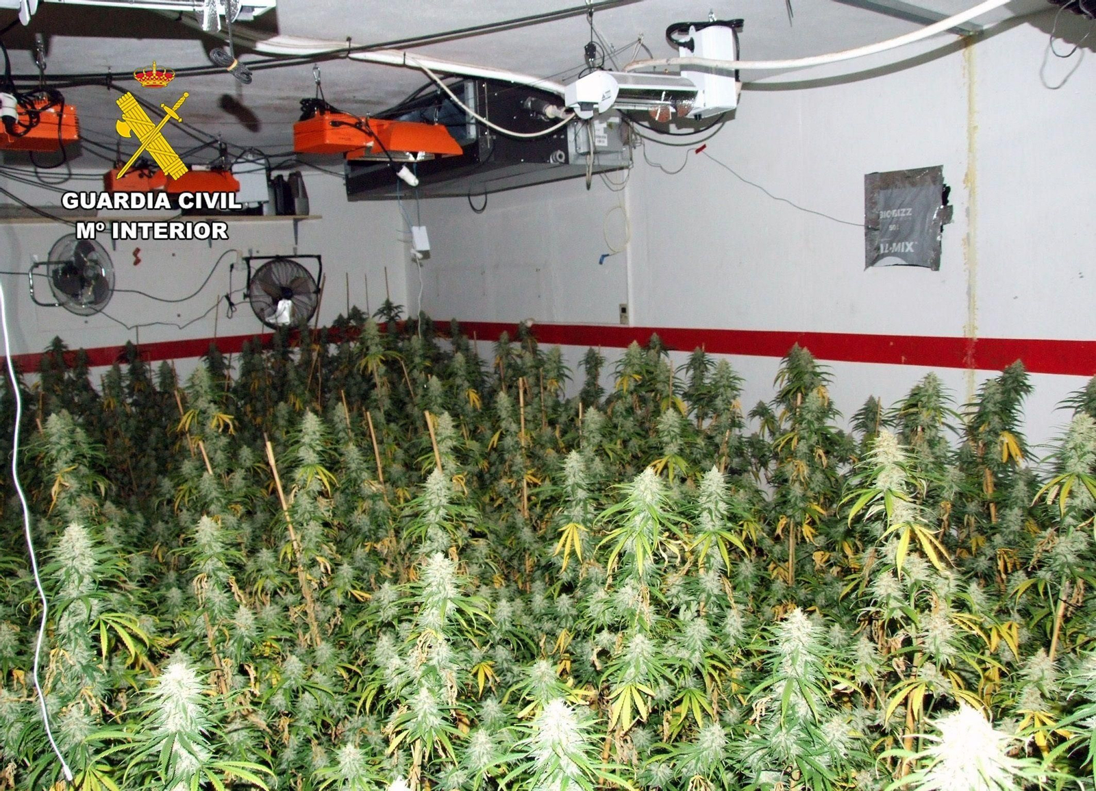 Plantación de marihuana