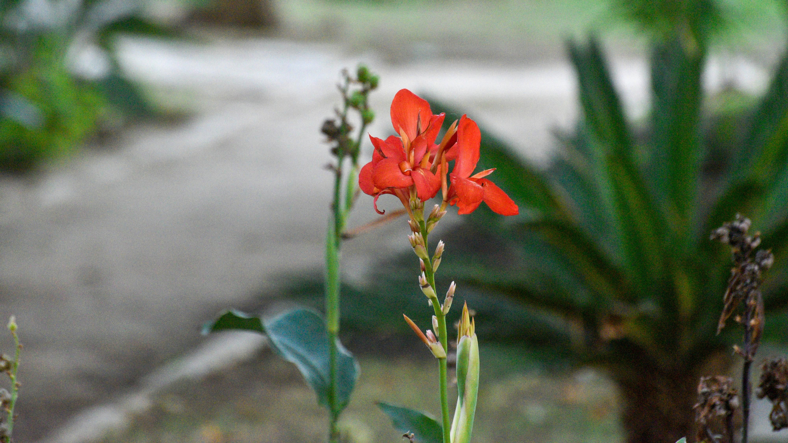 Las fotos de los Jardines Socco en La Línea