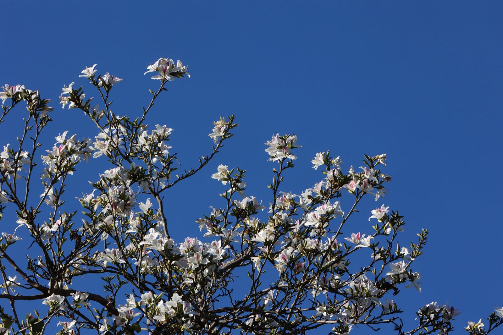 Comienzo de la primavera en Sevilla
