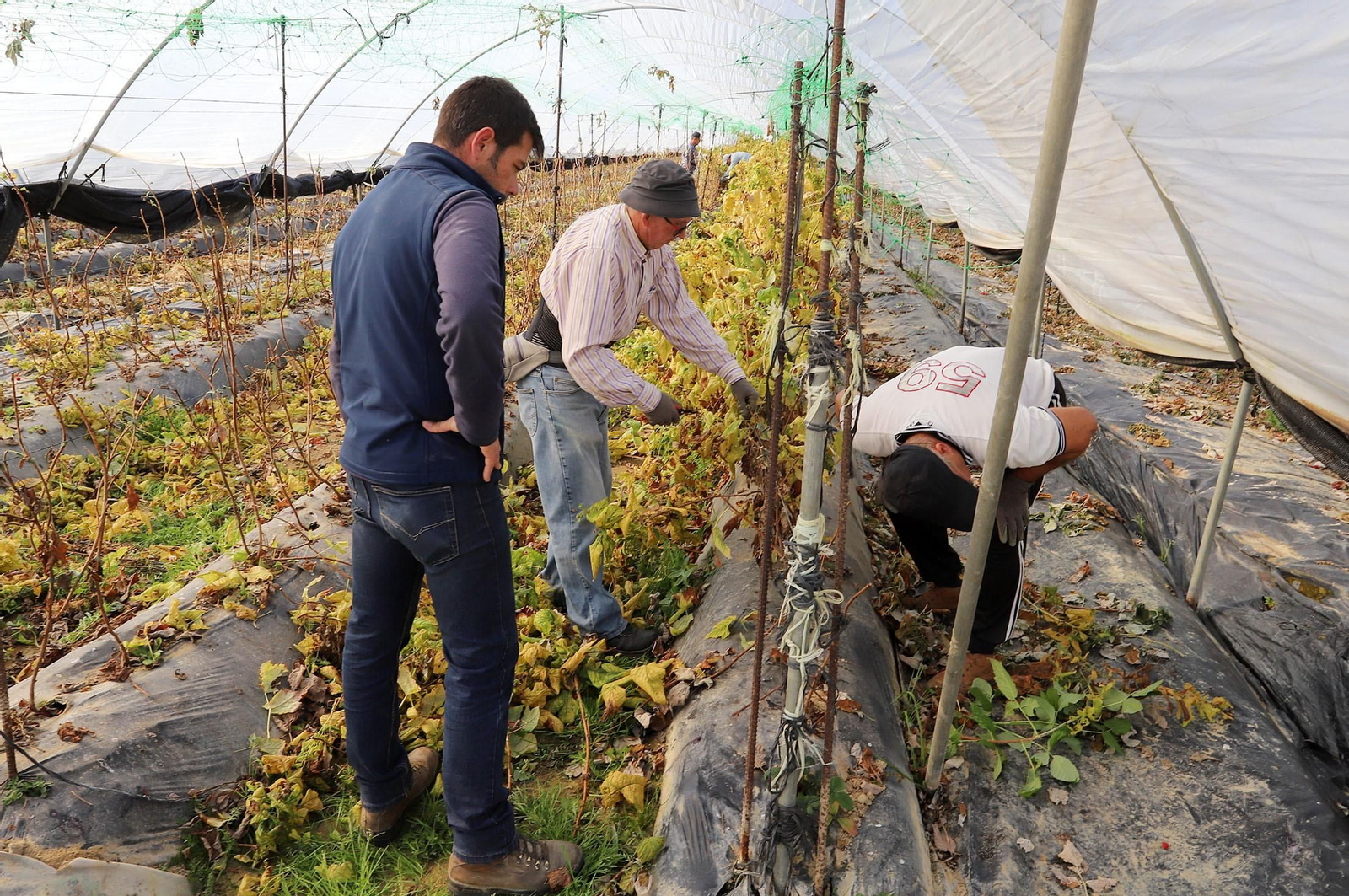 Imágenes de la realidad del trabajo en el campo
