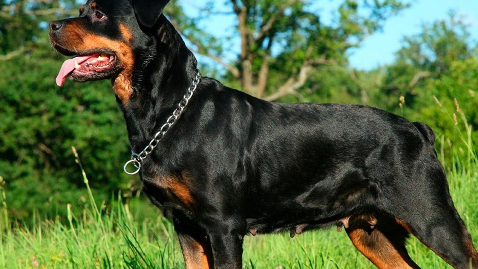 rottweiler