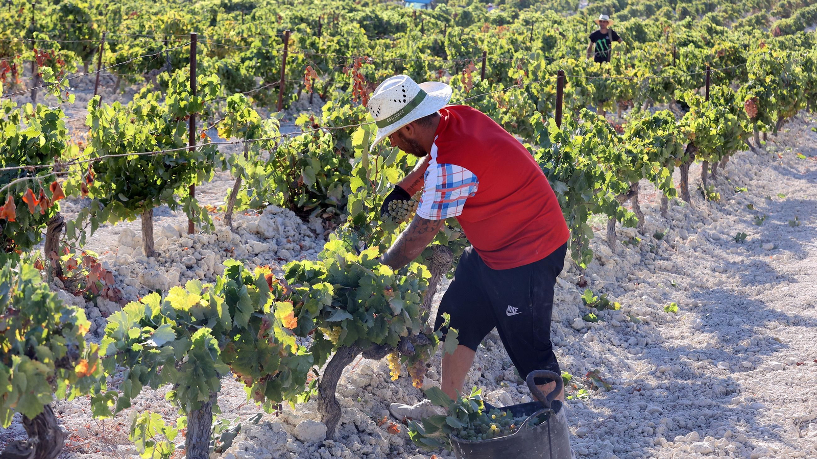 Vendimia a mano en la Viña El Caribe en Jerez