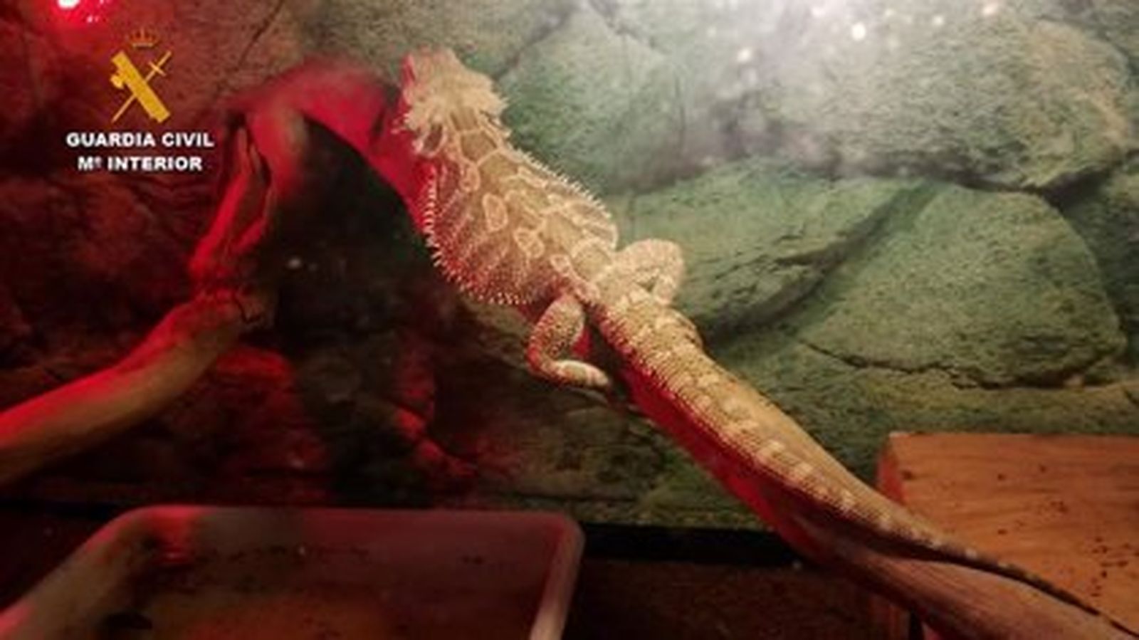 Investigados dos jóvenes en Palencia por posesión y tráfico de 16 ejemplares de especies amenazadas y protegidas