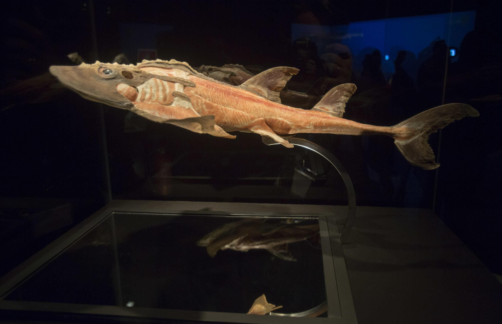 La exposición 'Animal Inside Out', en Sevilla