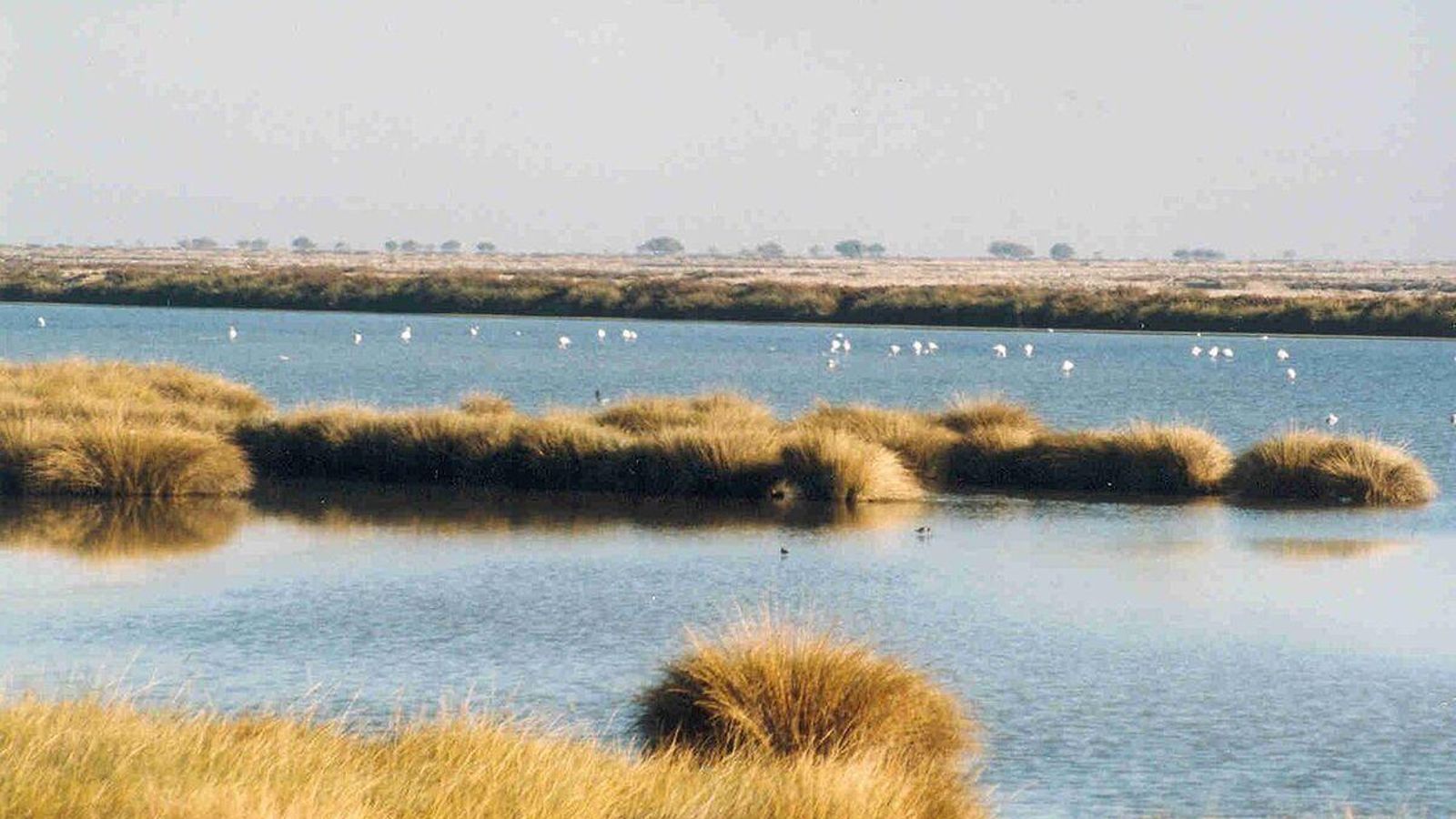 Zona de marismas de Doñana.