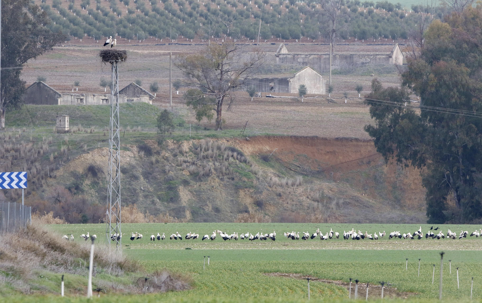 Córdoba, hogar de las cigüeñas también en invierno