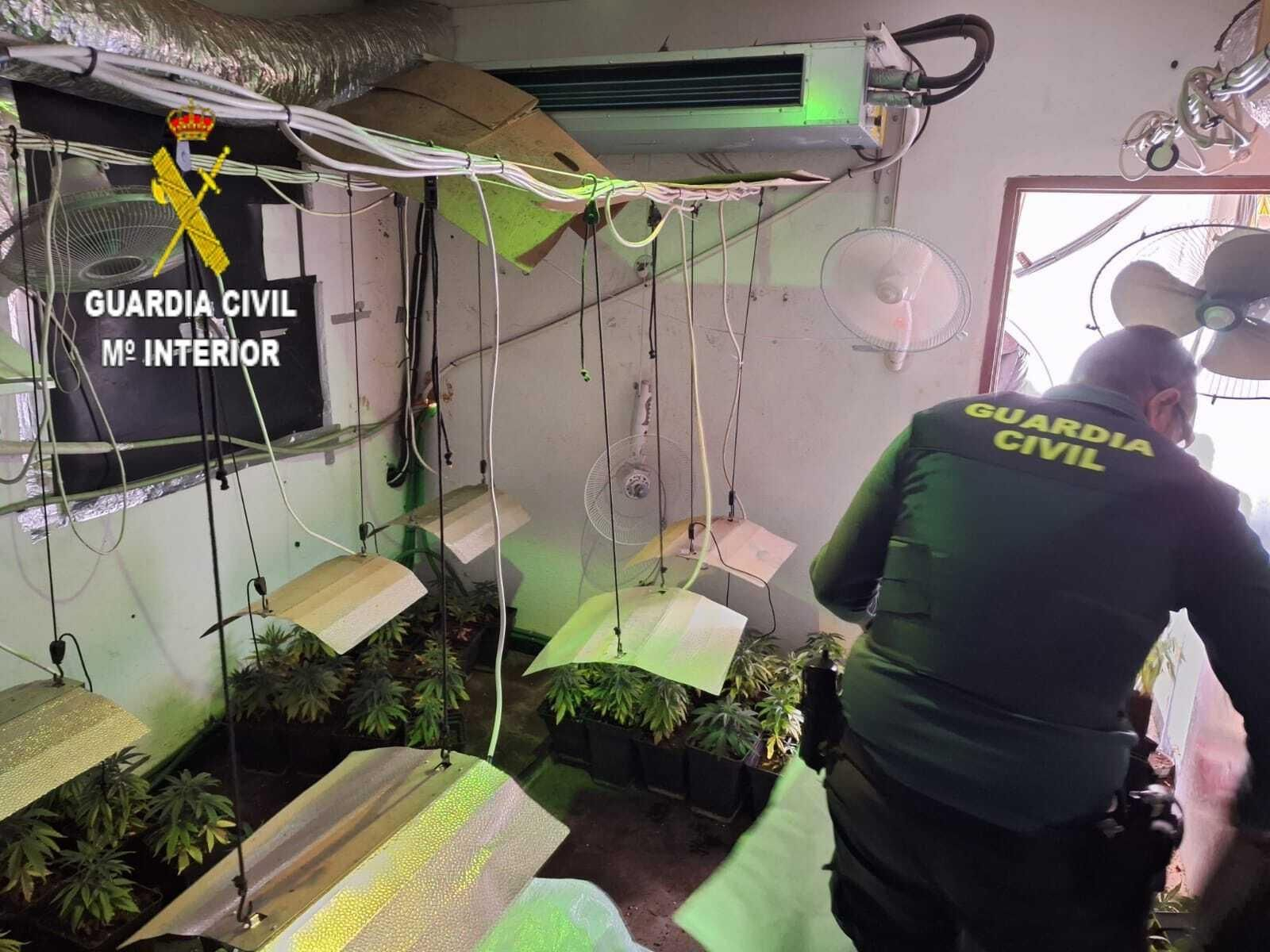 La Guardia Civil localiza más de 300 plantas de marihuana y encuentra 20 armas blancas en Guillena