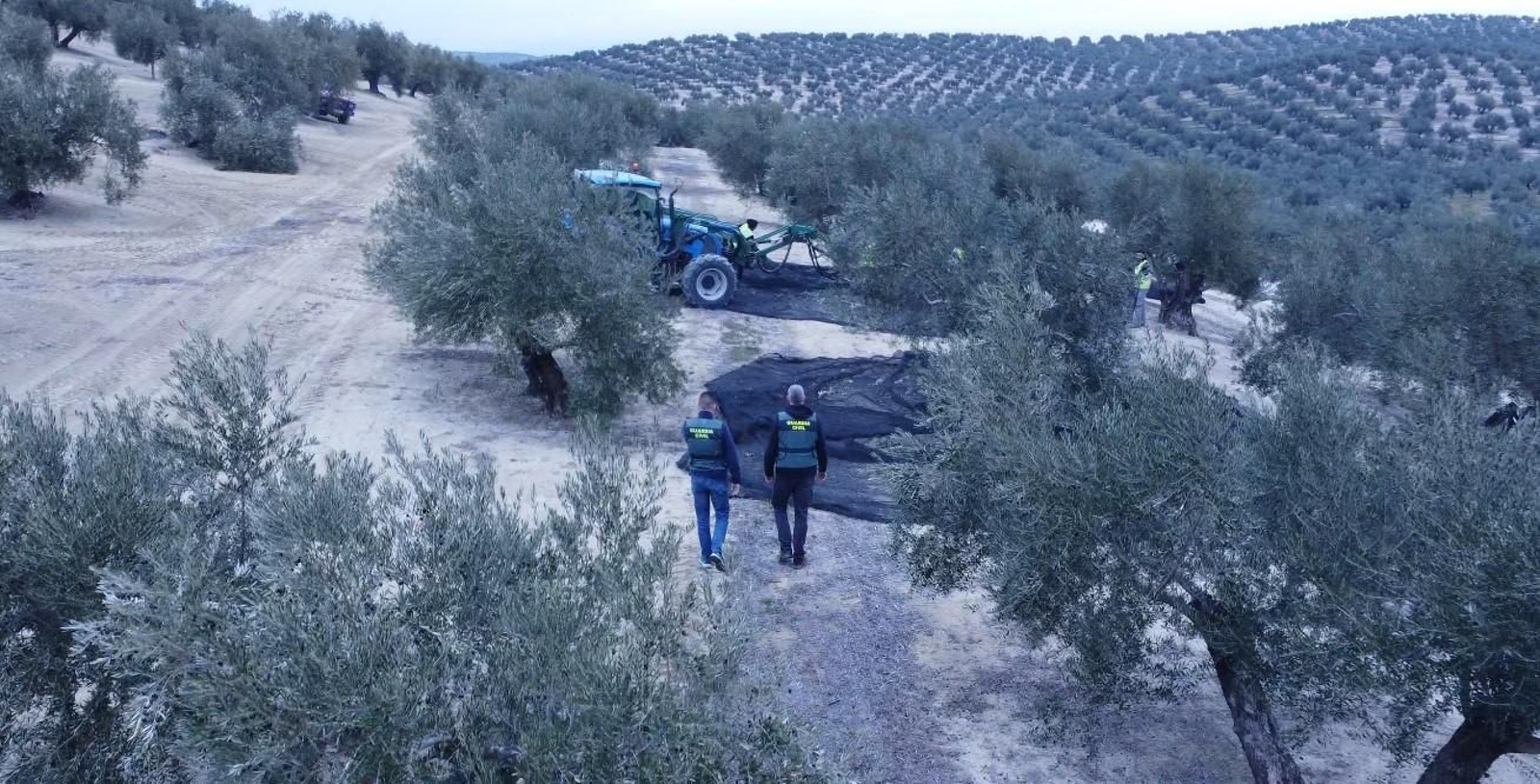 La Guardia Civil, en una finca de olivos.