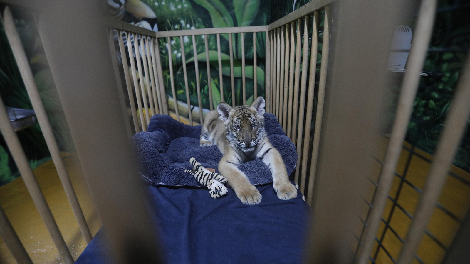 Las fotos del tigre de bengala, en la reserva "La pequeña África"