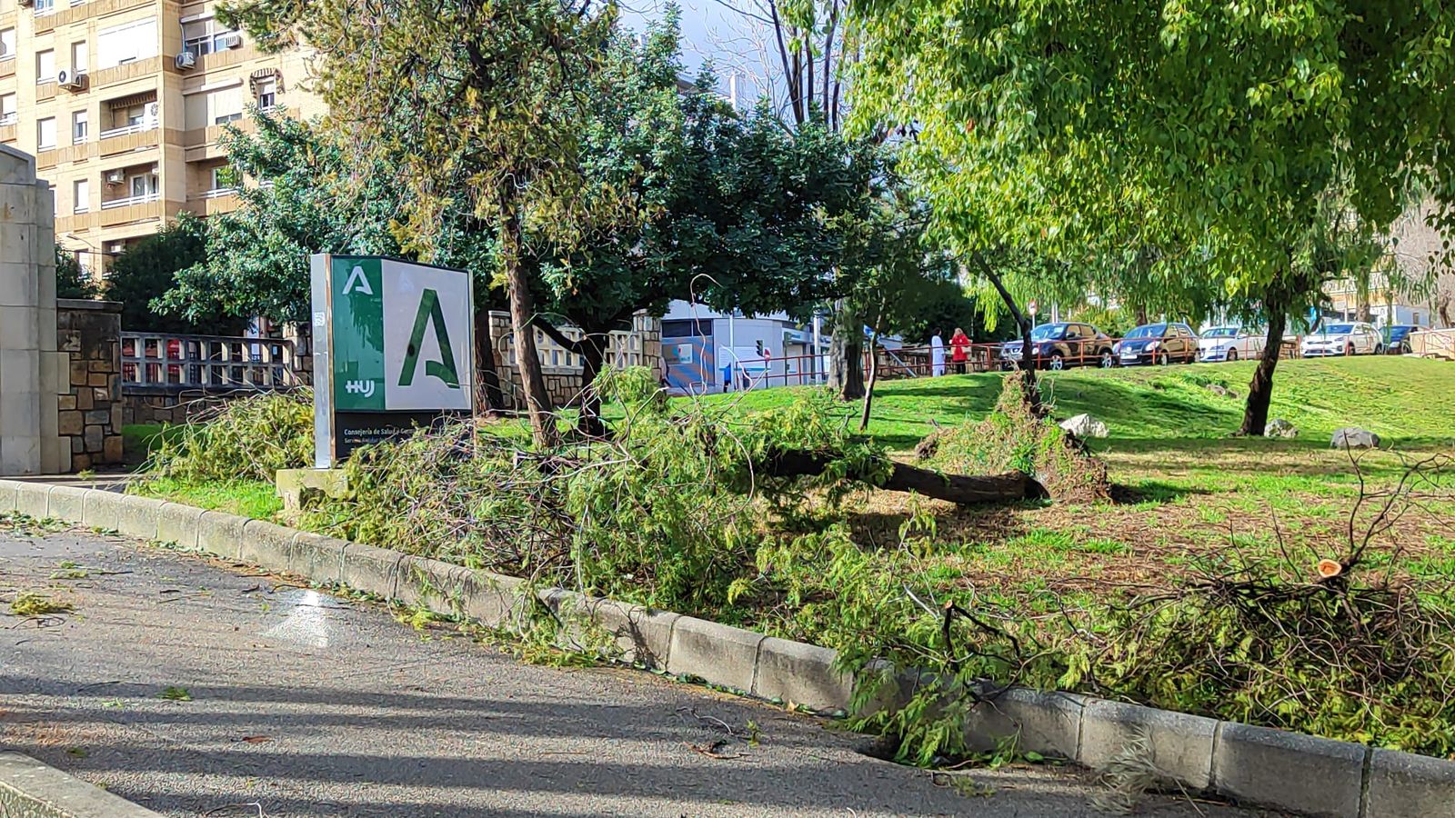 Árbol arrancado por el viento en el Hospital de Jaén.