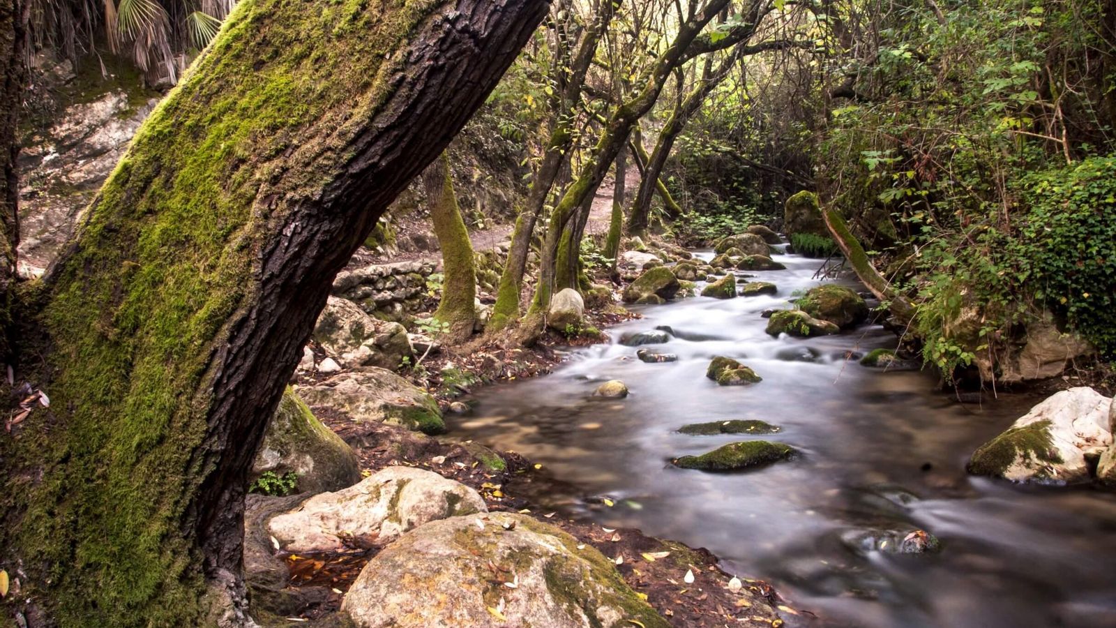 El Bosque, en la provincia de Cádiz.