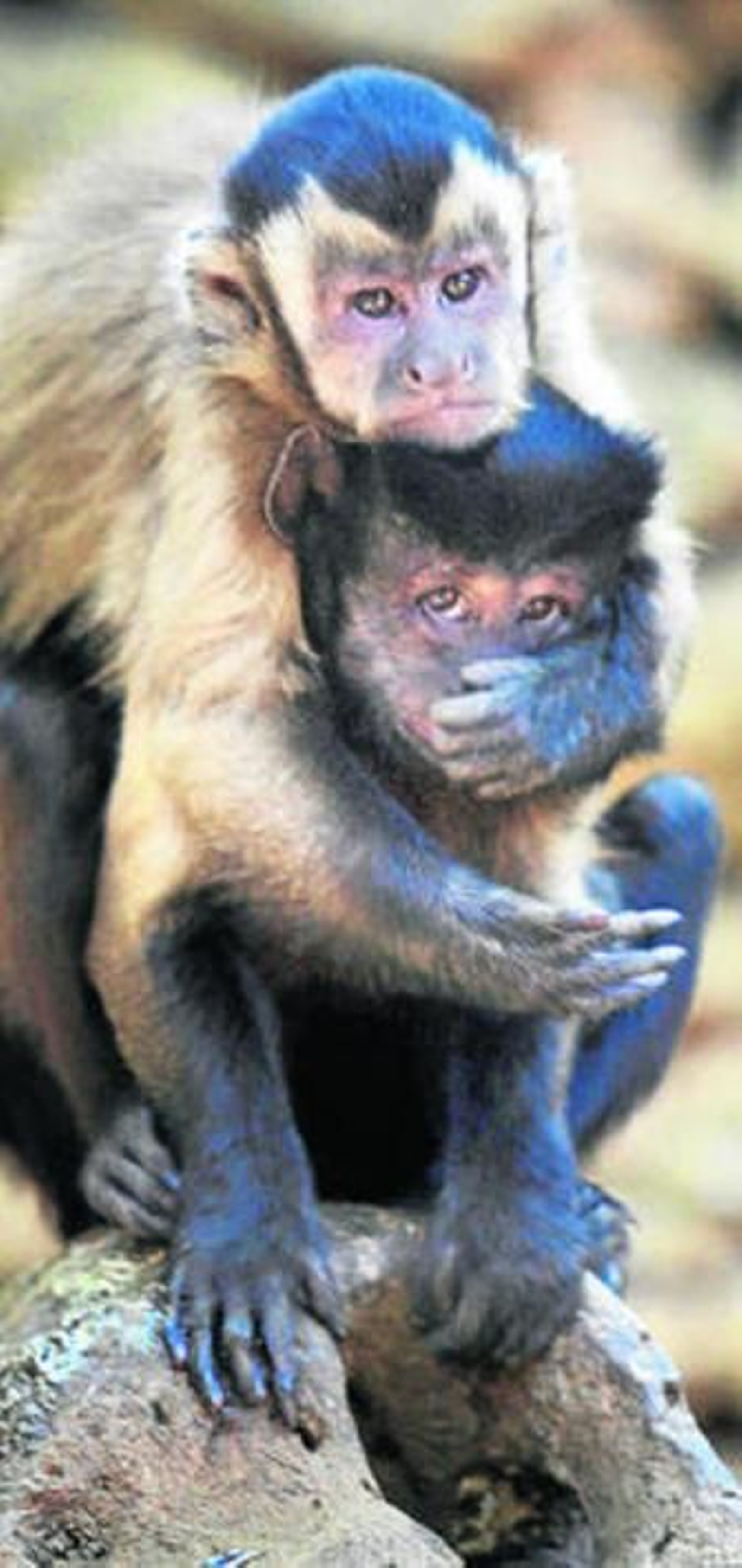 Un par de monos capuchinos en el zoo de Castellar.
