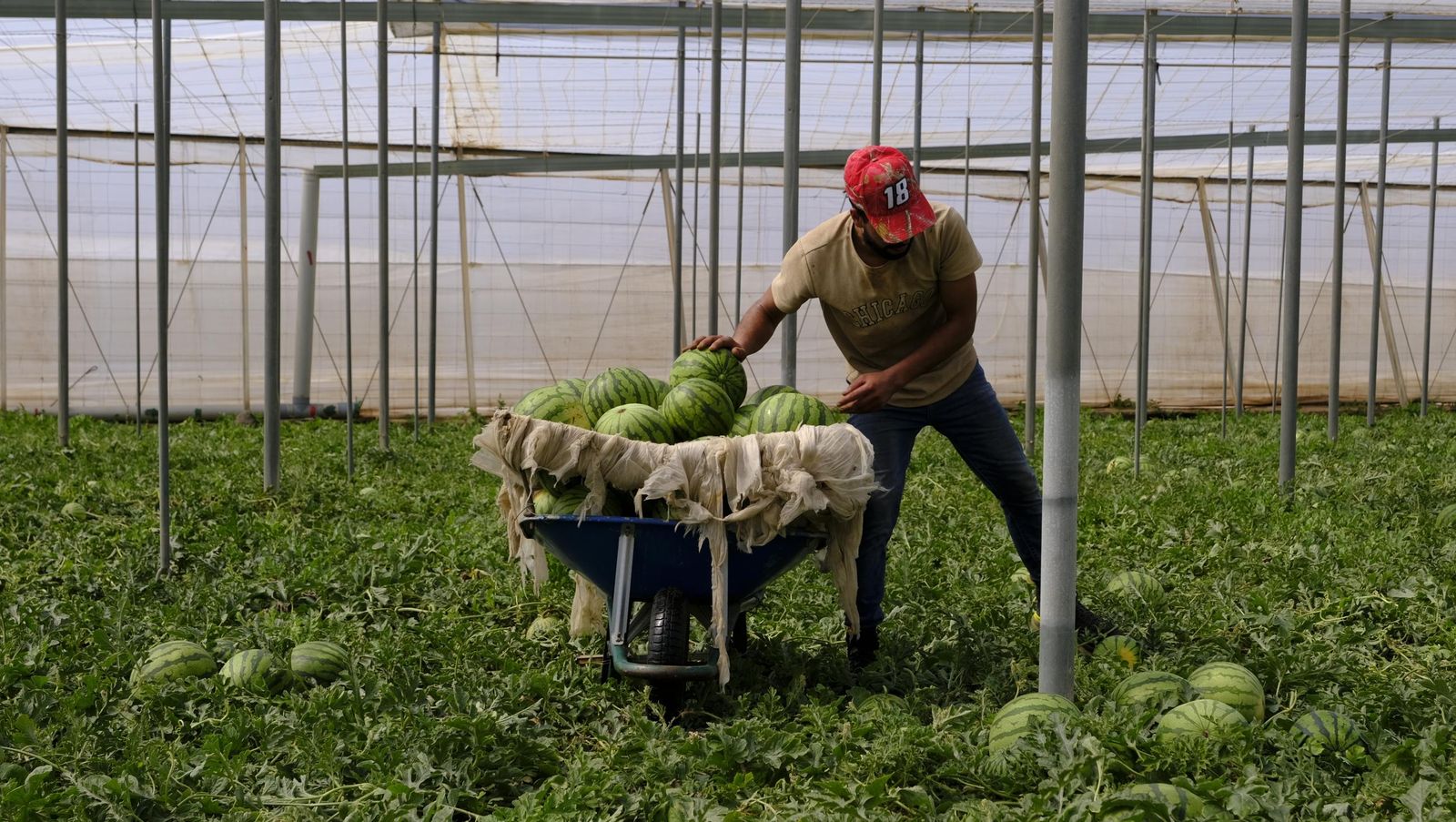 Imágenes de las primeras sandías que salen de Almería esta campaña