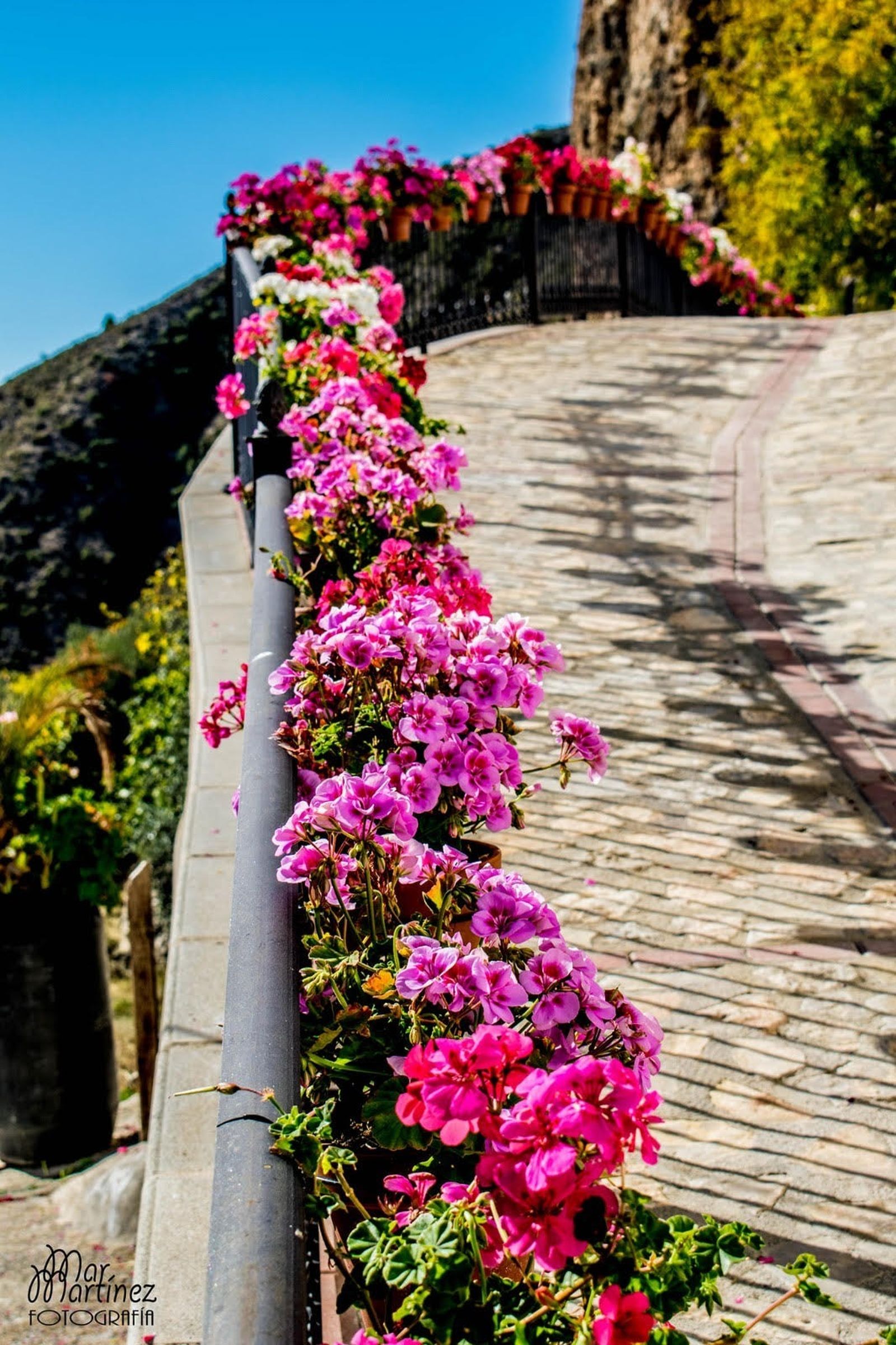 Se han plantado más de 3.000 flores en el municipio durante estos últimos años de gestión.