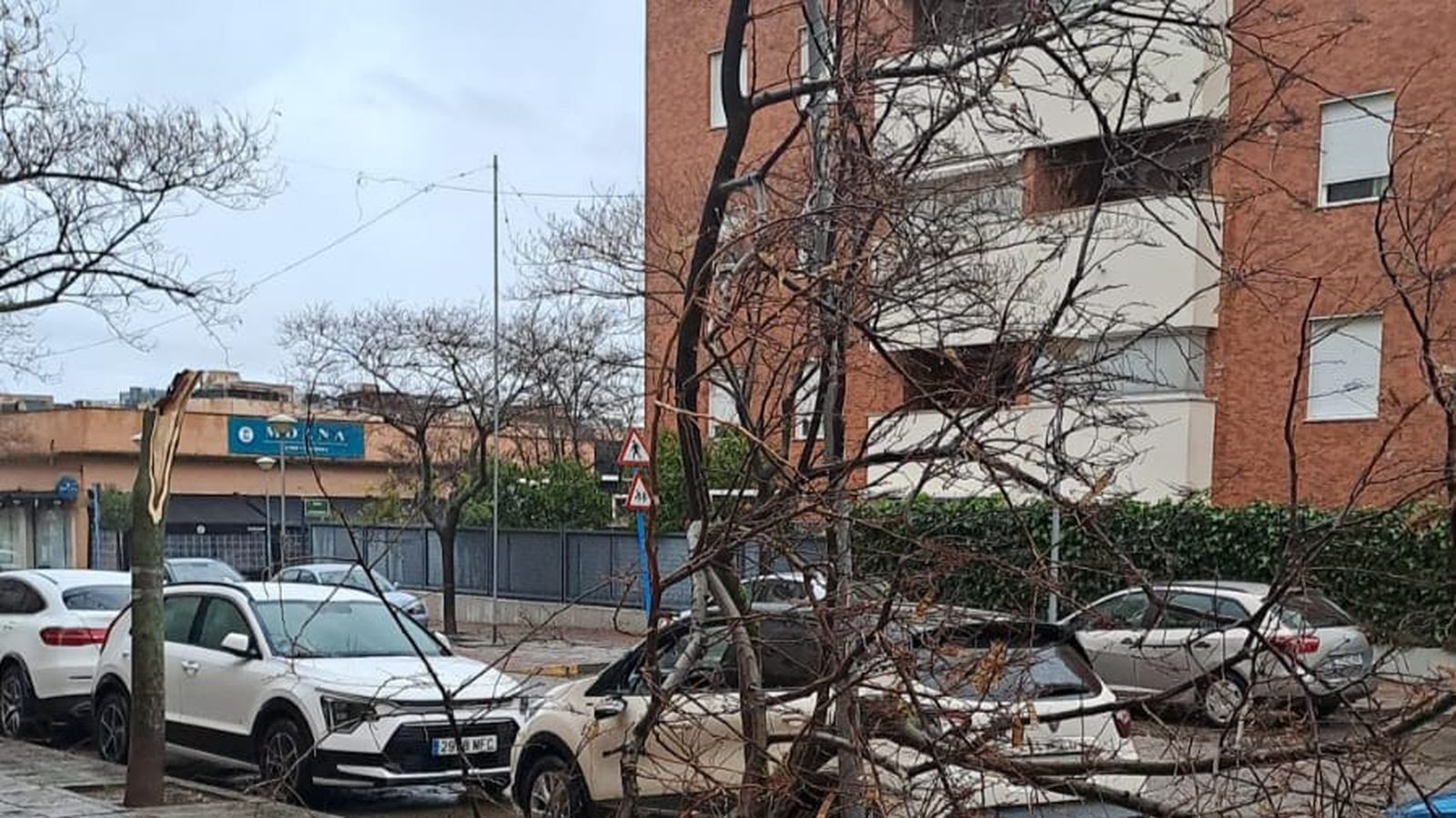 Una rama de grandes dimensiones, en Mairena del Aljarafe