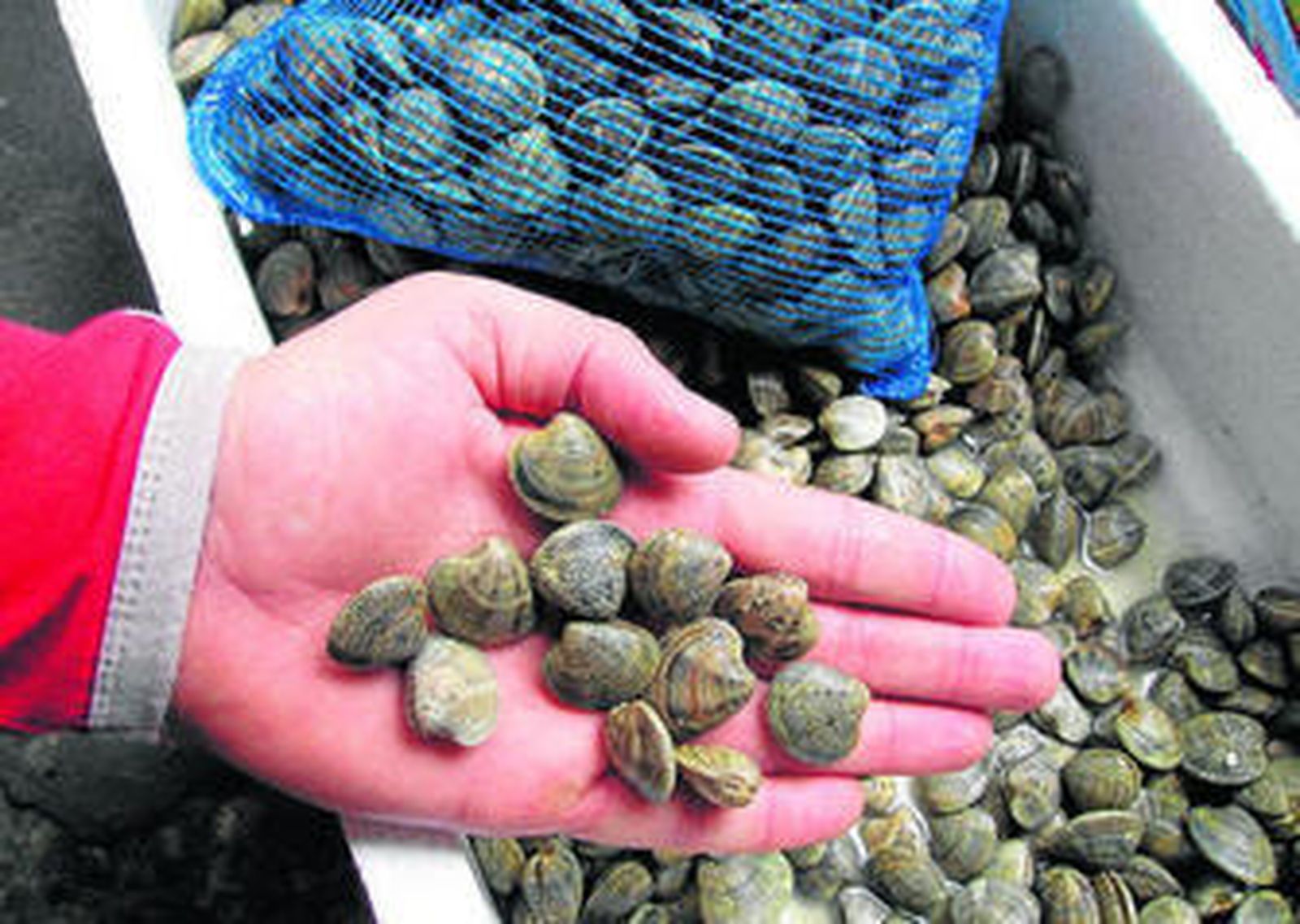 Parte de la chirla inmadura descomisada.