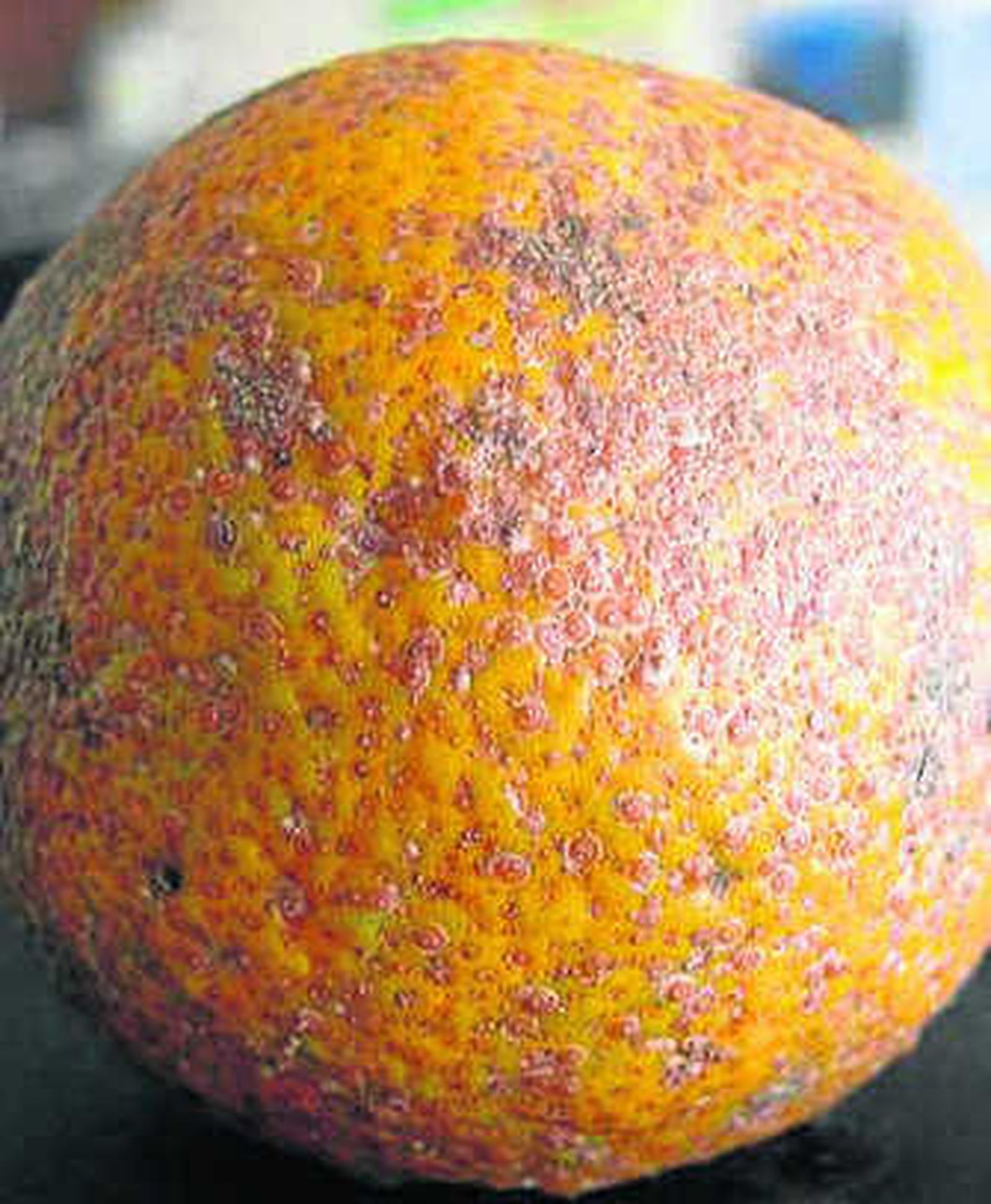 Naranja afectada por el piojo rojo.