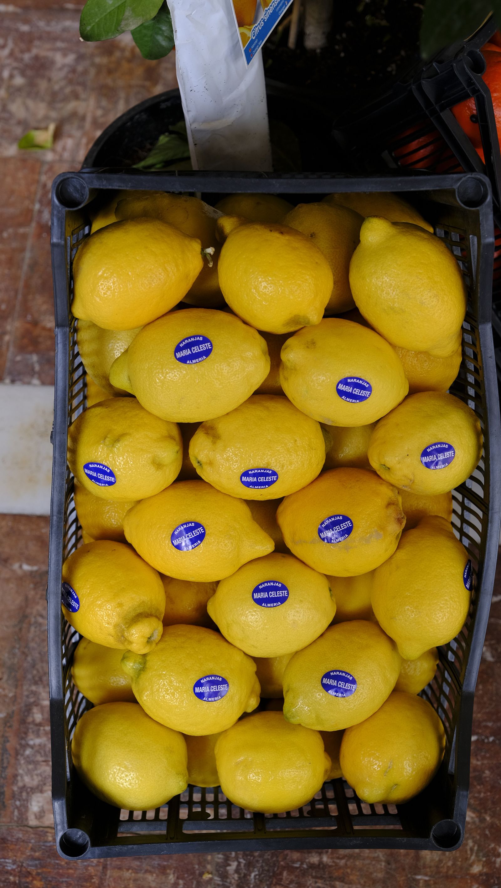 El Día de la Naranja en Gádor, en imágenes