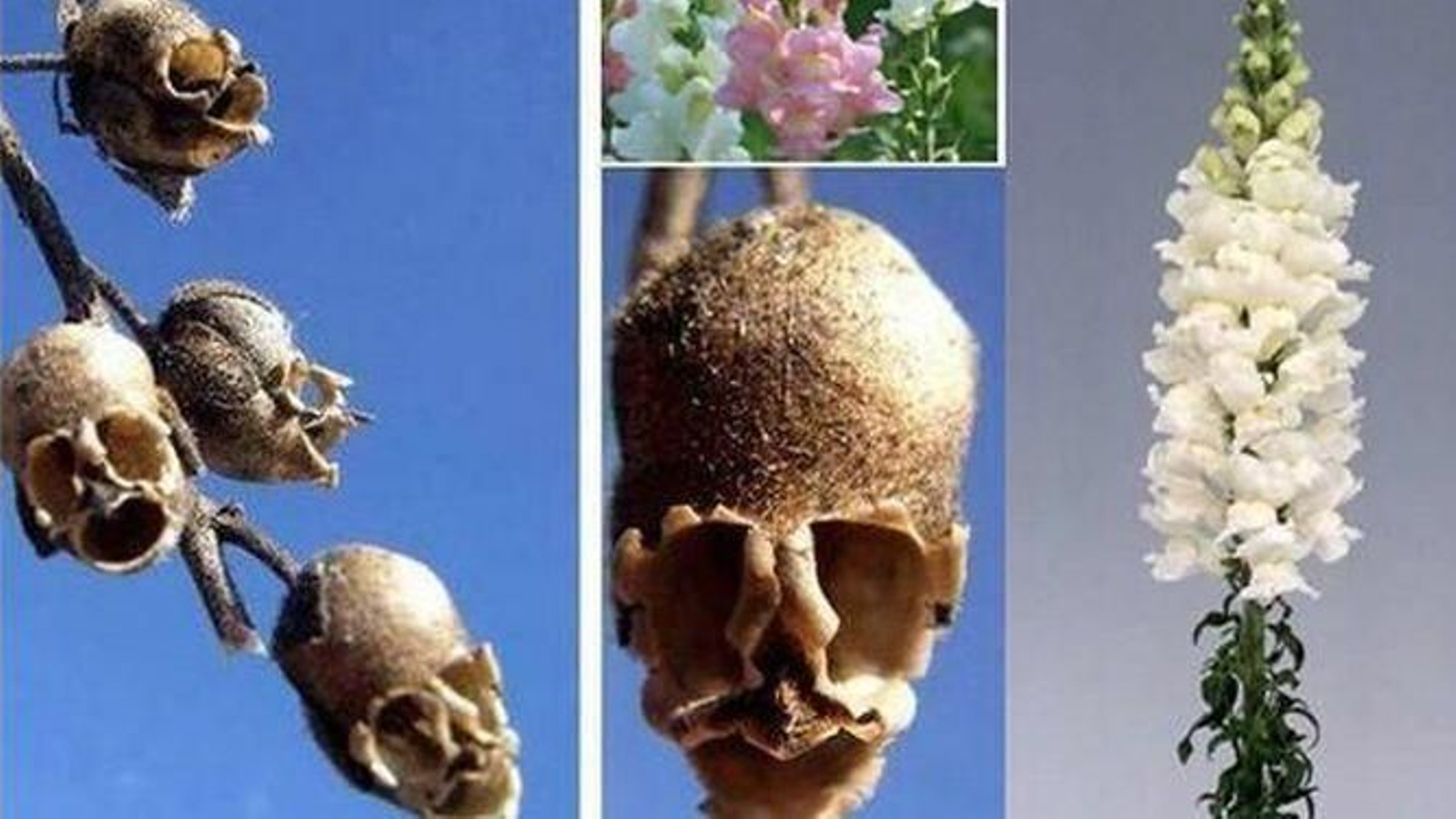 Boca de dragón: la espeluznante planta que al secarse parece una calavera