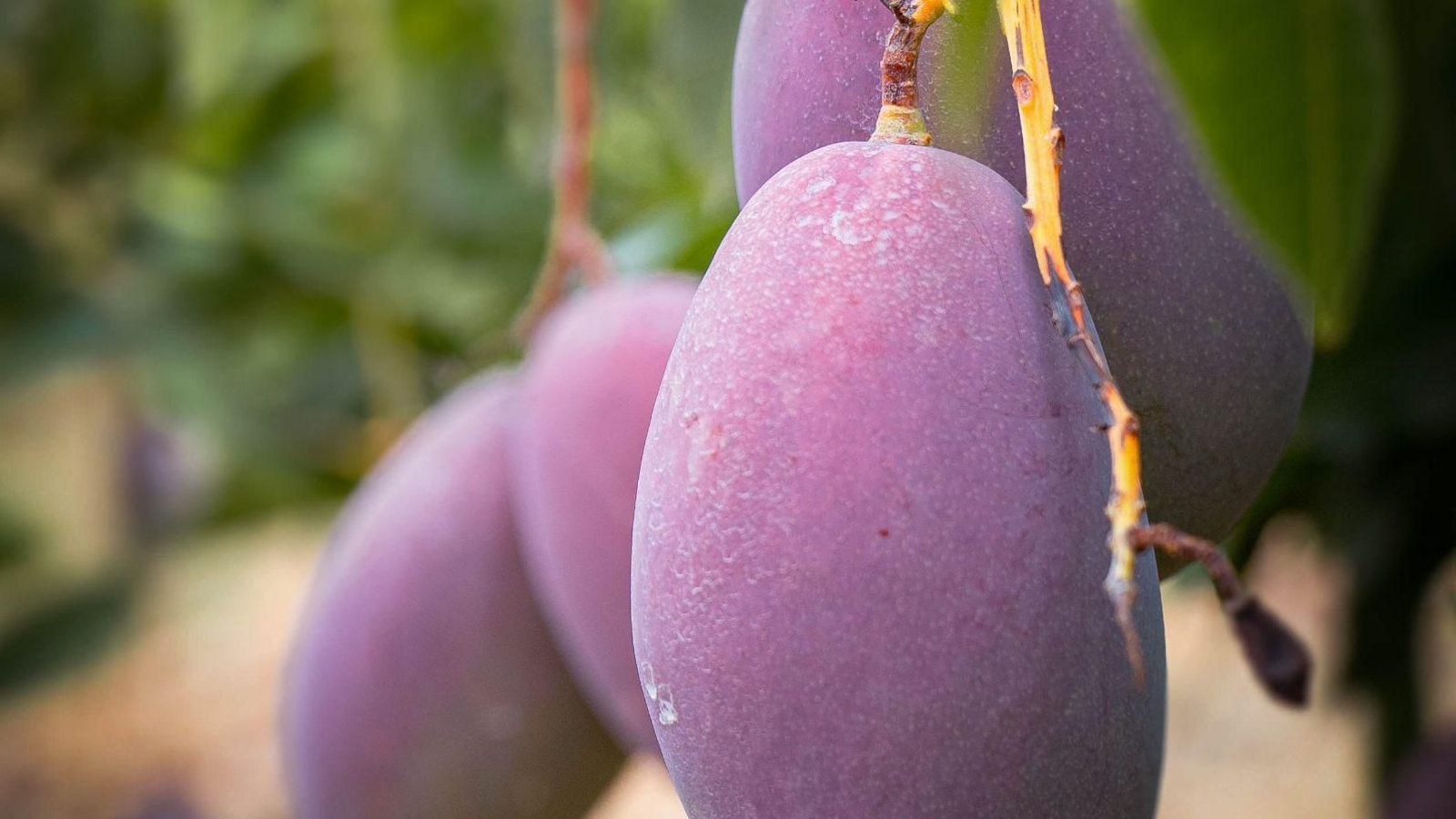Unos mangos de PROCAM