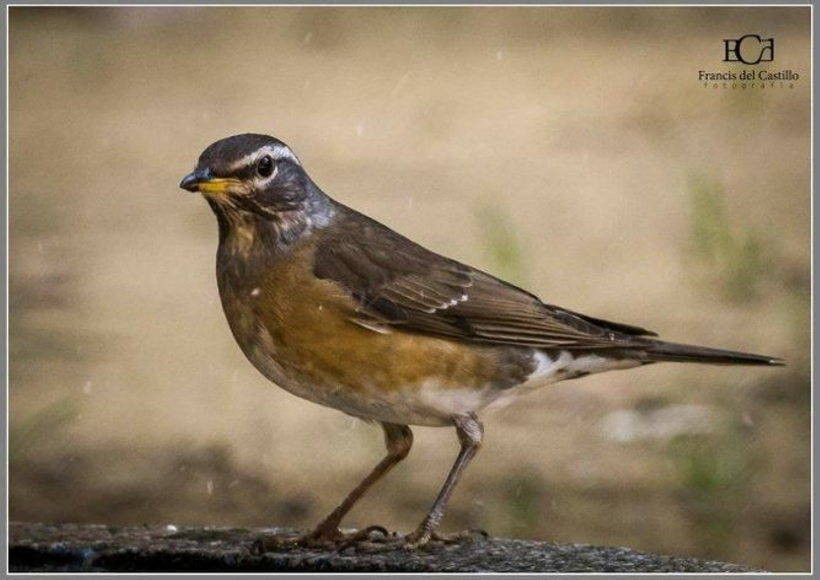 Imágenes del zorzal rojigrís siberiano en Cádiz