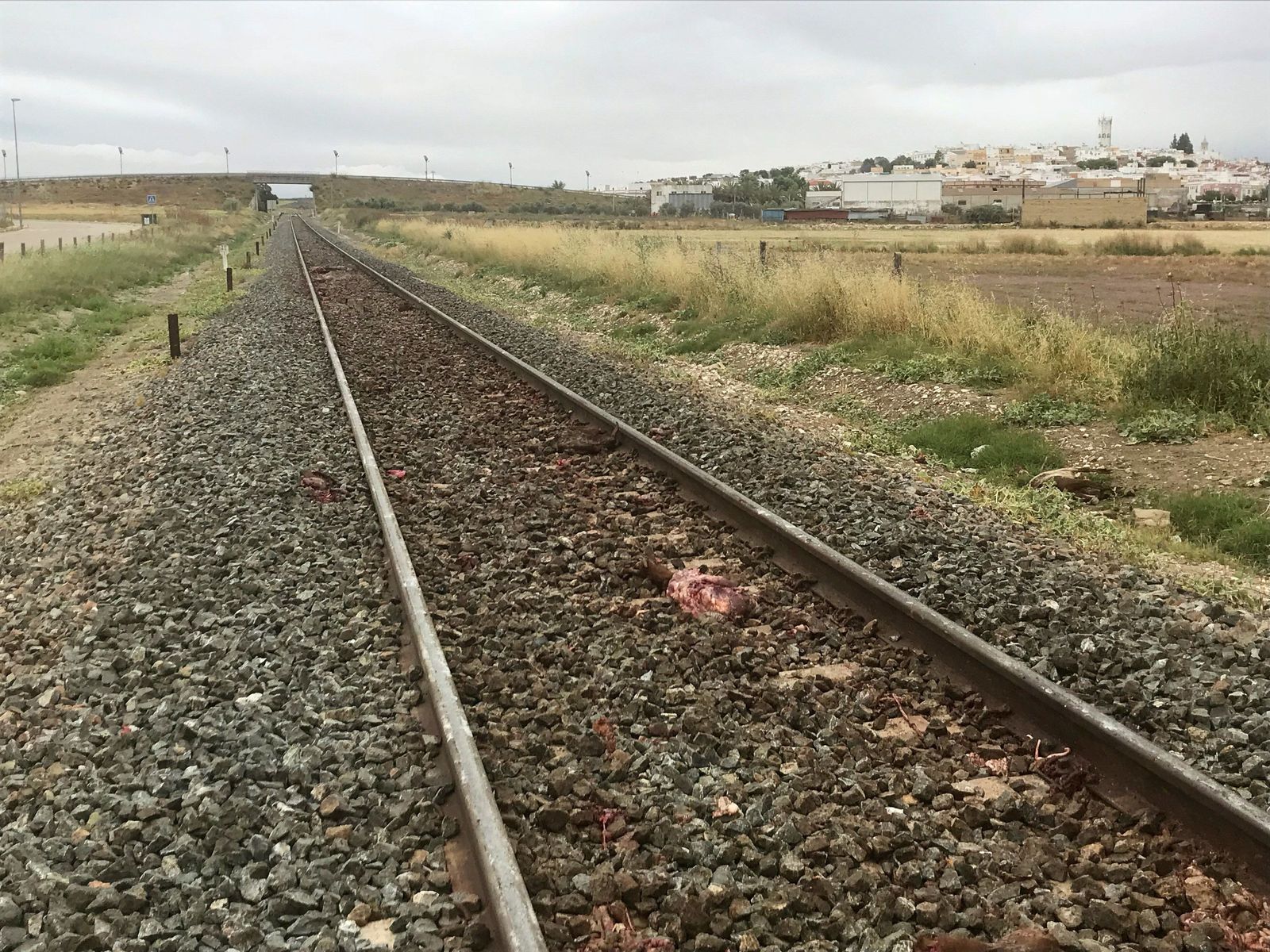 La vía, con los animales muertos, tras el accidente.