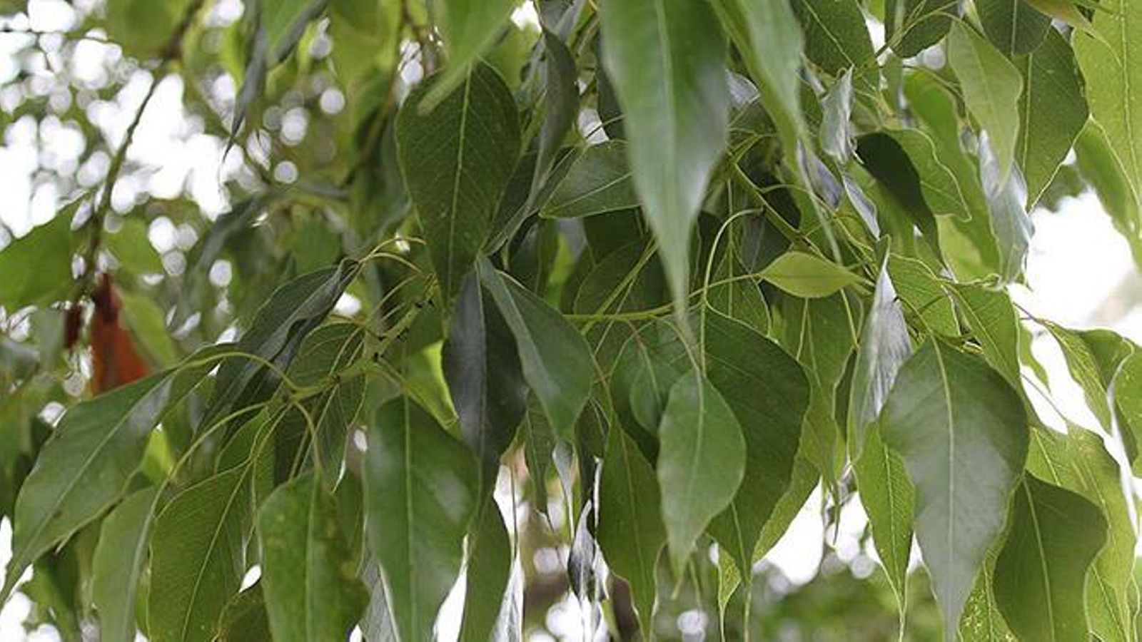 Hojas de un 'brachichito'.