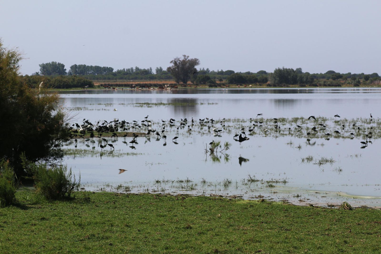 Zona sevilla del Parque Natural de Doñana.