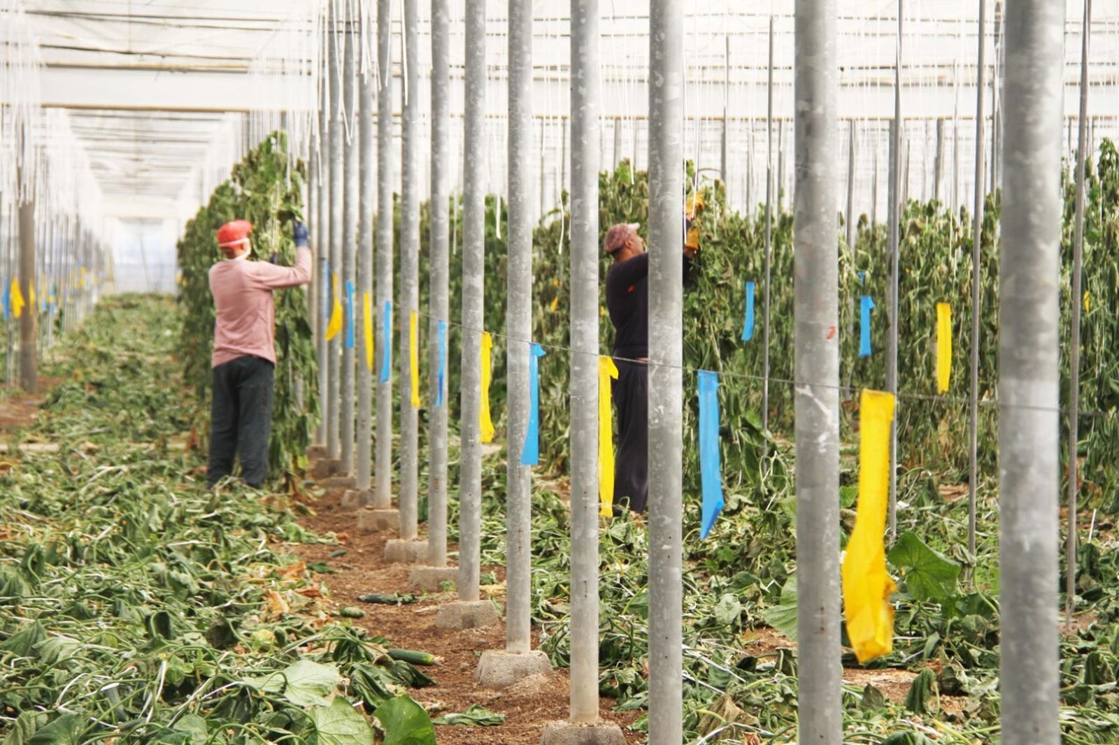 Los invernaderos solares de Almería y Granada ya se preparan para afrontar la próxima campaña hortofrutícola