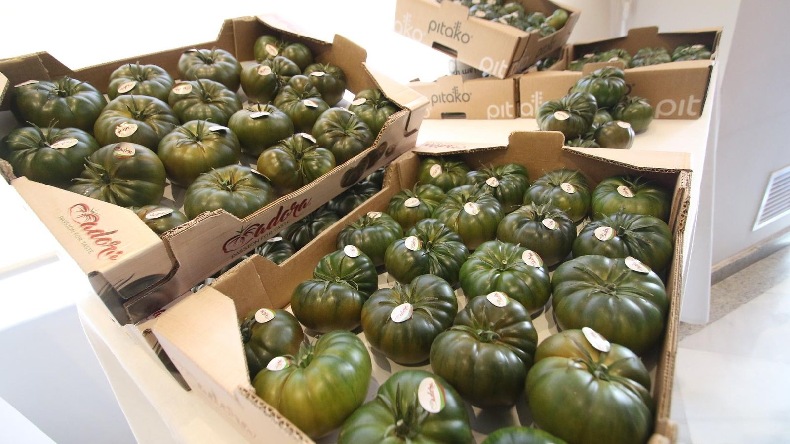 El tomate Adora luce y sabe con garantías.