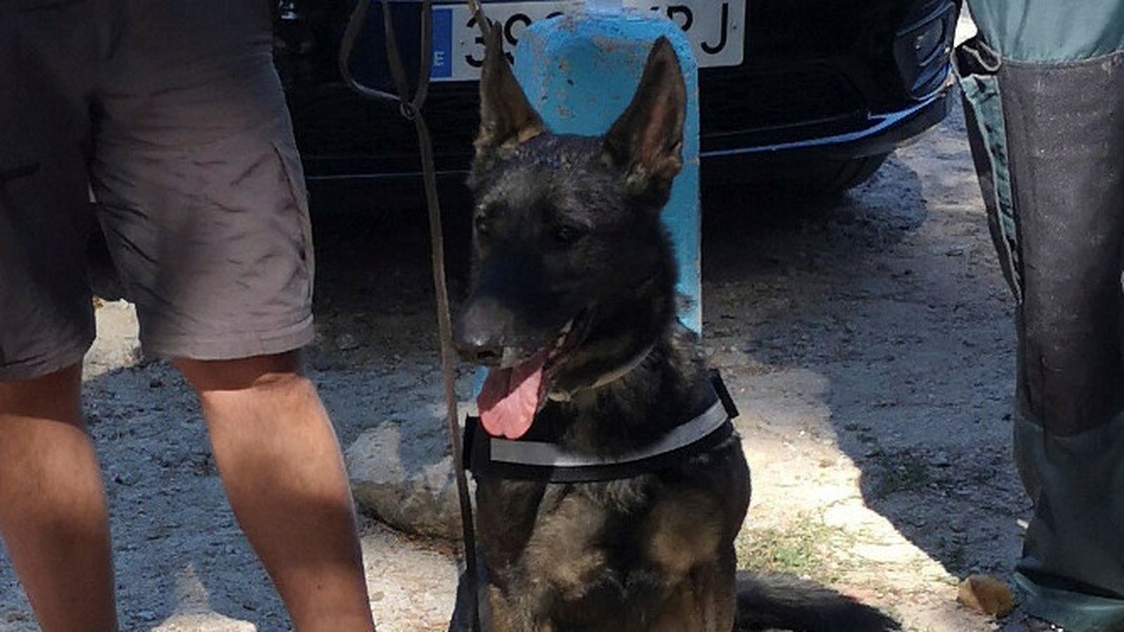 'Xena', la perra que encontró el cuerpo de Blanca Fernández Ochoa