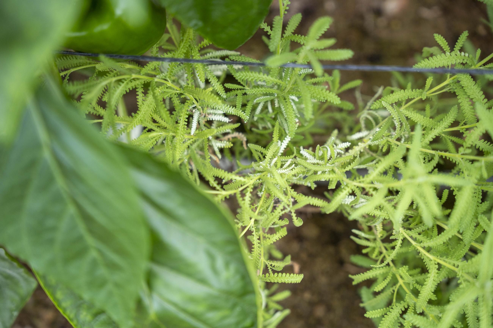 Las imágenes de la suelta de bichos depredadores para la lucha biológica en invernadero por Agrobio